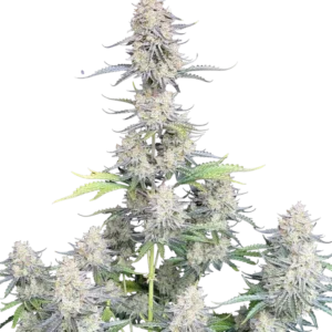 Fast Buds Afghan Kush Auto Hanfsamen