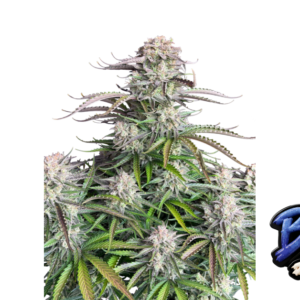 Fast Buds Blueberry Auto Hanfsamen