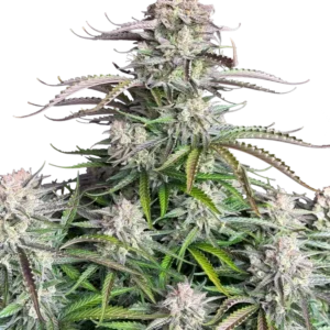 Fast Buds Blueberry Auto Hanfsamen