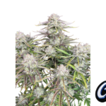 Fast Buds Cinderella Auto Hanfsamen