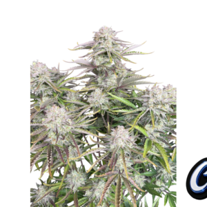 Fast Buds Cinderella Auto Hanfsamen