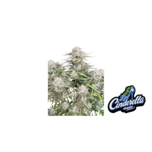 Fast Buds Cinderella Auto Hanfsamen