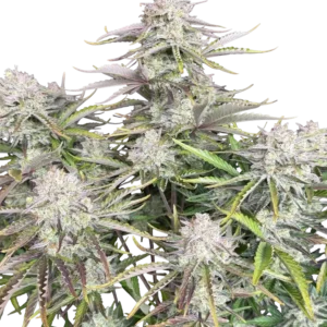 Fast Buds Cinderella Auto Hanfsamen