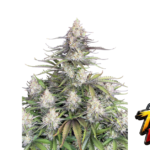 Fast Buds Trainwreck Auto Hanfsamen