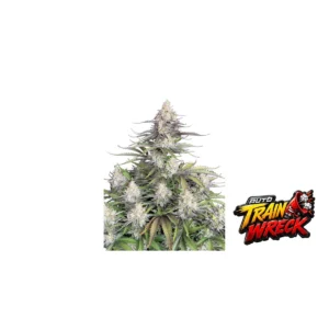 Fast Buds Trainwreck Auto Hanfsamen
