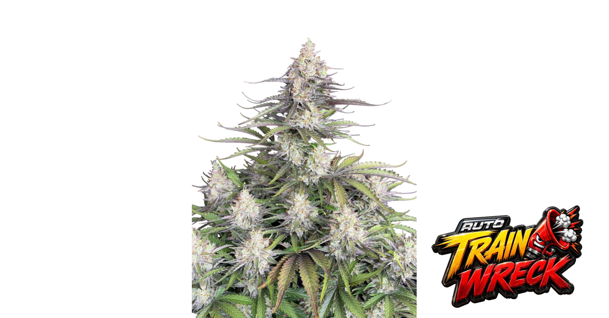 Fast Buds Trainwreck Auto Hanfsamen