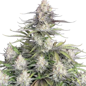 Fast Buds Trainwreck Auto Hanfsamen