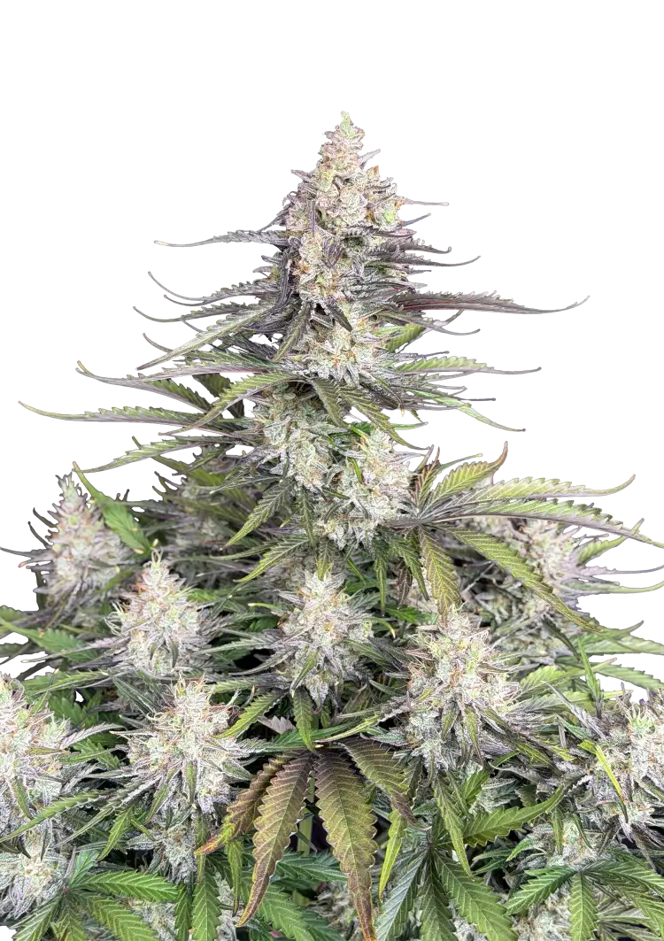 Fast Buds Trainwreck Auto Hanfsamen – Bild 2