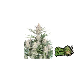 Fast Buds Big Bud Auto Hanfsamen