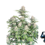 Fast Buds Moby Dick Auto Hanfsamen
