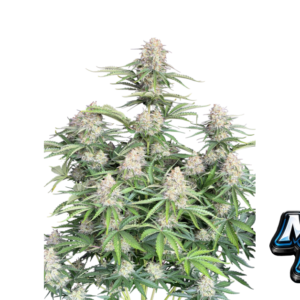 Fast Buds Moby Dick Auto Hanfsamen