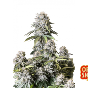 Fast Buds Orange Sherbet FF Hanfsamen