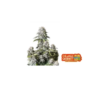 Fast Buds Orange Sherbet FF Hanfsamen