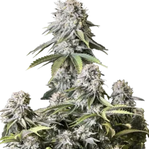 Fast Buds Orange Sherbet FF Hanfsamen