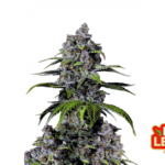 Fast Buds Purple Lemonade FF Hanfsamen