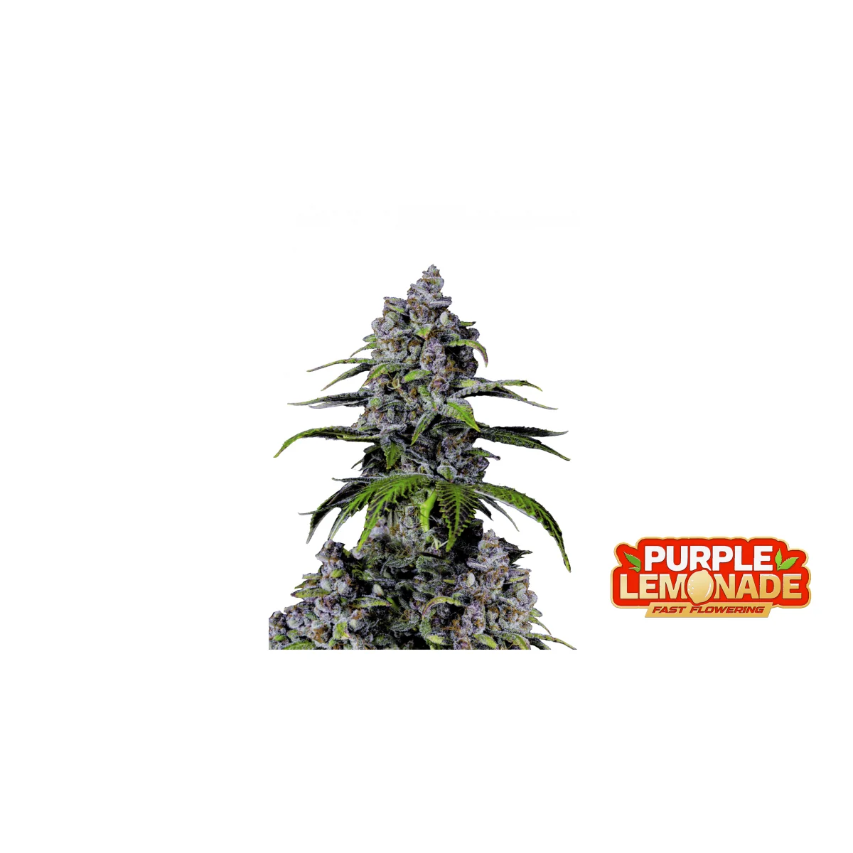 Fast Buds Purple Lemonade FF Hanfsamen