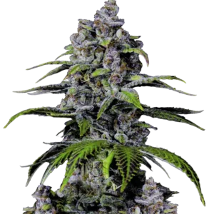Fast Buds Purple Lemonade FF Hanfsamen