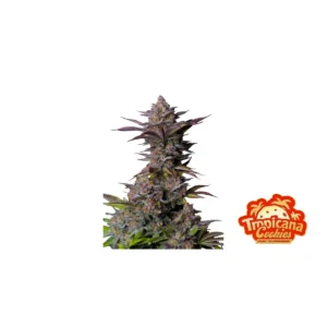 Fast Buds Tropicana Cookies FF Hanfsamen