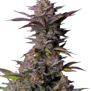 Fast Buds Tropicana Cookies FF Hanfsamen