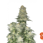 Fast Buds Wedding Cheesecake FF Hanfsamen