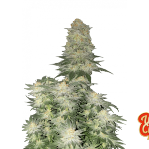 Fast Buds Wedding Cheesecake FF Hanfsamen