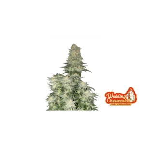 Fast Buds Wedding Cheesecake FF Hanfsamen