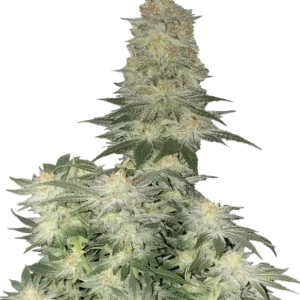 Fast Buds Wedding Cheesecake FF Hanfsamen