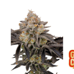 Fast Buds Gorilla Cookies FF Hanfsamen