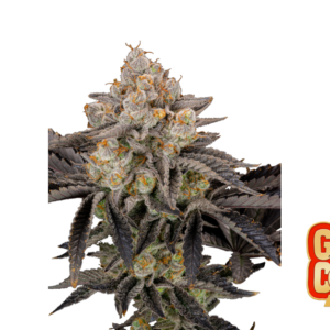 Fast Buds Gorilla Cookies FF Hanfsamen