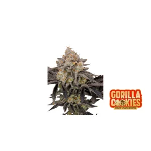 Fast Buds Gorilla Cookies FF Hanfsamen