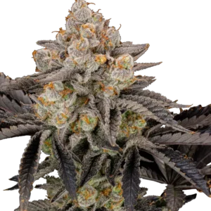 Fast Buds Gorilla Cookies FF Hanfsamen
