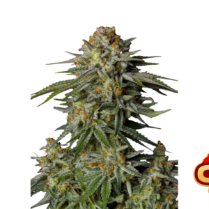 Fast Buds GG4 Sherbet FF Hanfsamen