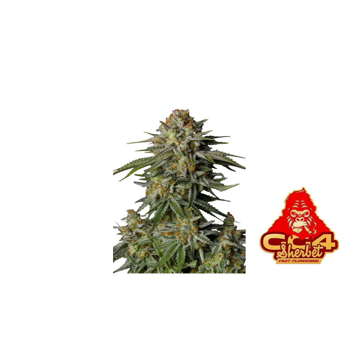 Fast Buds GG4 Sherbet FF Hanfsamen