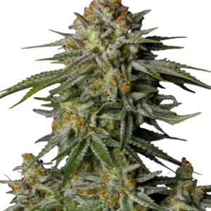 Fast Buds GG4 Sherbet FF Hanfsamen