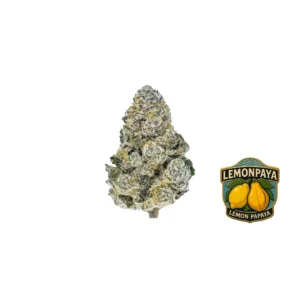 Fast Buds Lemonpaya Hanfsamen