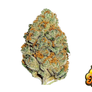Fast Buds Lemon Mandarin Hanfsamen