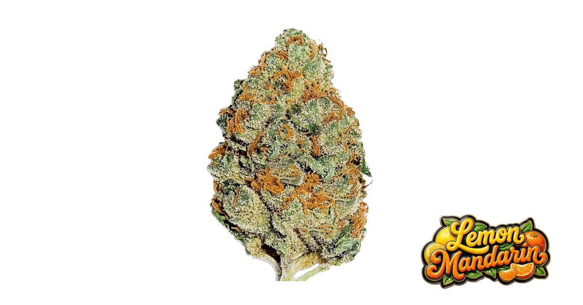 Fast Buds Lemon Mandarin Hanfsamen
