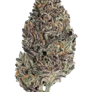 Fast Buds Lemon Cherry Runtz Hanfsamen