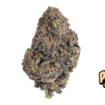 Fast Buds Papayton Hanfsamen