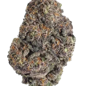 Fast Buds Papayton Hanfsamen