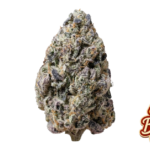 Fast Buds Biscotti Gelato Hanfsamen