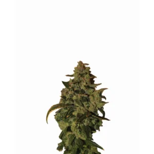 Nirvana Seeds Somango XXL Auto feminisiert
