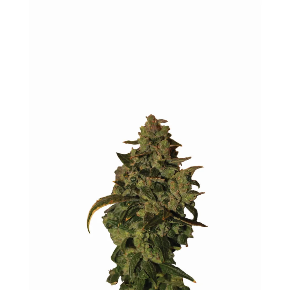 Nirvana Seeds Somango XXL Auto feminisiert