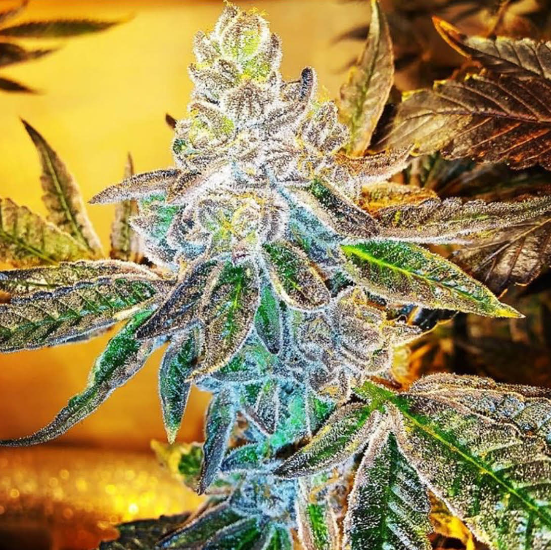 Purple City Genetics PCG Cookies x Watermelon Zkittlez feminisiert