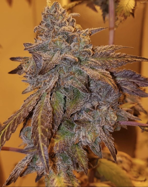 Purple City Genetics Purple #40 feminisiert