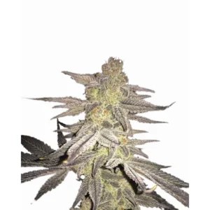 Nirvana Seeds Blueberry regulär