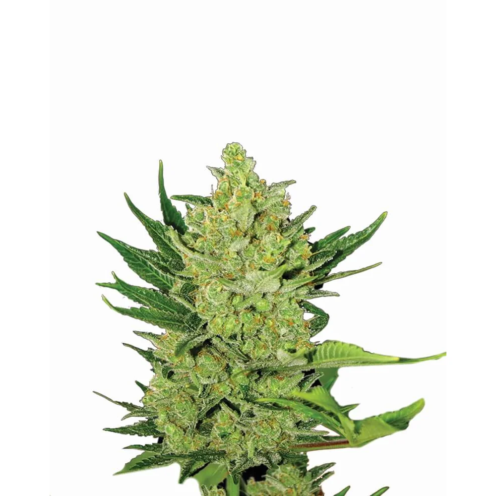 Nirvana Seeds Big Bud Auto feminisiert