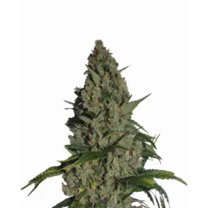 Nirvana Seeds Amnesia feminisiert