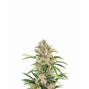 Nirvana Seeds Orange Bud Auto feminisiert