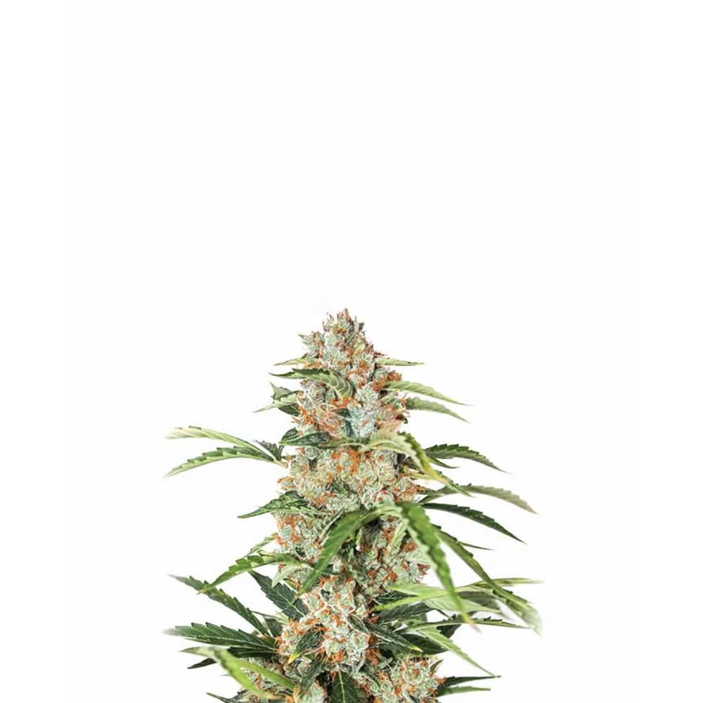 Nirvana Seeds Orange Bud Auto feminisiert